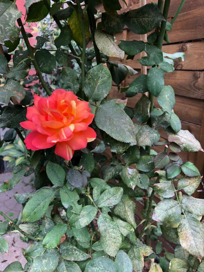 La Porta Nel Giardino Daire Asti Dış mekan fotoğraf